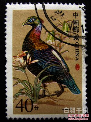 中国邮政邮票中国鸟回收价目表（邮票中国鸟价格）