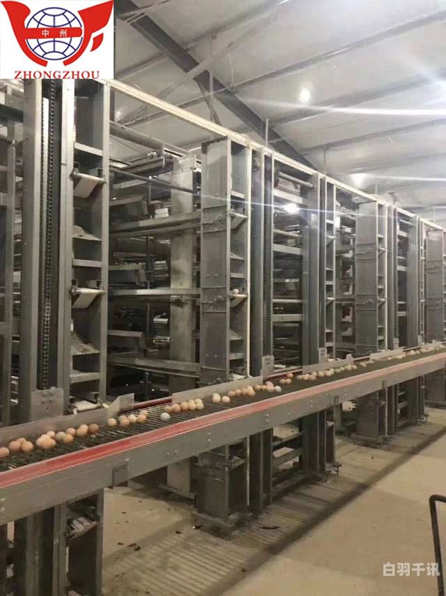 蛋鸡机器回收（养鸡场自动收鸡蛋机器）