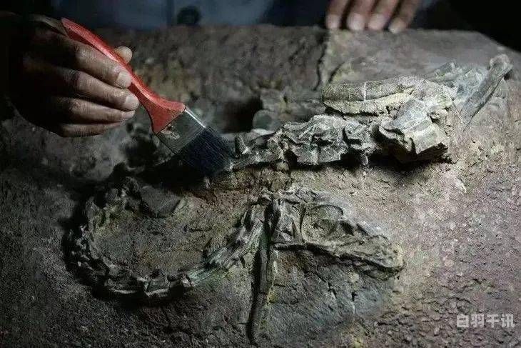 沈阳市古化石回收电话是多少（沈阳收购古董联系电话）