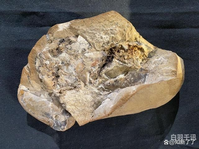 重庆化石回收（重庆收石头的地方）